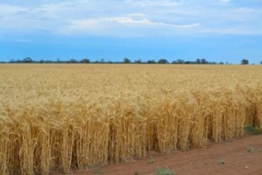 Narromine NSW 2821 - Image 3