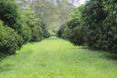 Mirriwinni QLD 4871 - Image 1