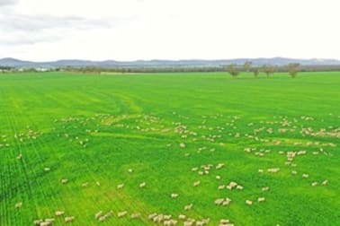 Grenfell NSW 2810 - Image 3
