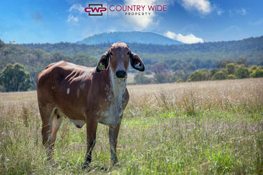 3081 Rocky Creek Road Rocky Creek NSW 2371 - Image 1