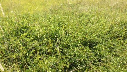 771 Ewingar Road Ewingar NSW 2469 - Image 2