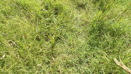 771 Ewingar Road Ewingar NSW 2469 - Image 3