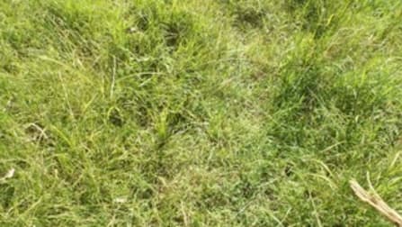 771 Ewingar Road Ewingar NSW 2469 - Image 3