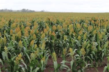 Capella QLD 4723 - Image 1