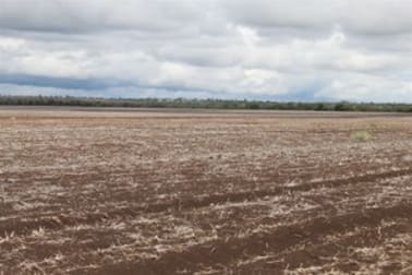 Capella QLD 4723 - Image 2
