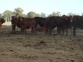 Mundubbera QLD 4626 - Image 2