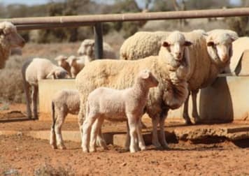 - 'Wendi Station' 807 Tandou Road Broken Hill NSW 2880 - Image 1