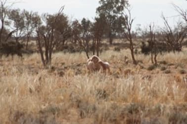 - 'Wendi Station' 807 Tandou Road Broken Hill NSW 2880 - Image 3