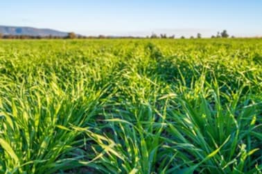 "Springview" Loch Lomond Road Gooloogong NSW 2805 - Image 3