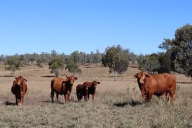 Crosscut Acres 64 Cattle Creek Road Mundubbera QLD 4626 - Image 2