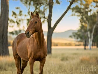 Lot 11 De Beyer's Road Pokolbin NSW 2320 - Image 3