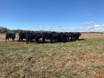 Glengarry 30 Brummagen Rd Narromine NSW 2821 - Image 3