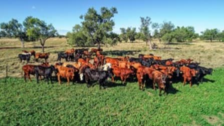 Coonamble NSW 2829 - Image 3