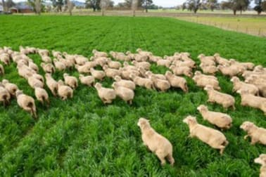 3148 Lot 6 - Olympic Highway Culcairn NSW 2660 - Image 3