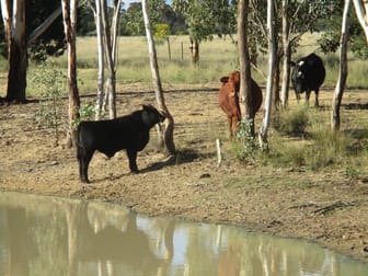 200 ACRES RURAL LIFESTYLE PROPERTY Dalby QLD 4405 - Image 1