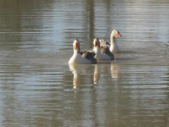 200 ACRES RURAL LIFESTYLE PROPERTY Dalby QLD 4405 - Image 3