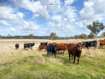 1975 Nullamanna Road Inverell NSW 2360 - Image 2