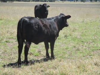 630 ACRES CATTLE GRAZING Jandowae QLD 4410 - Image 1