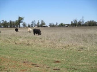 630 ACRES CATTLE GRAZING Jandowae QLD 4410 - Image 3