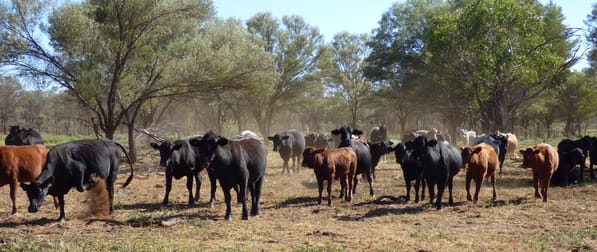 Click to view all images 0 Yanna Charleville QLD 4470 - Image 3