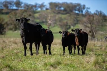 453 Moredun Road Ben Lomond NSW 2365 - Image 2