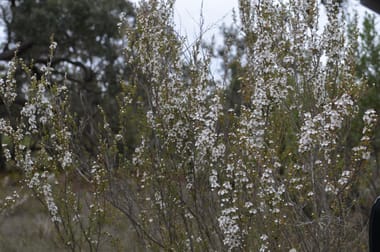 Lot 1 Kennys Road Naracoorte SA 5271 - Image 1