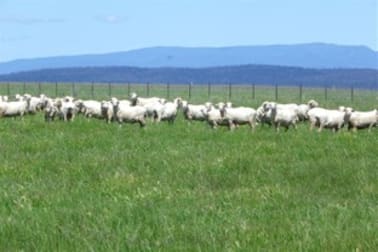 Click to view all images 208 Barkers Lake Road Bungarby NSW 2630 - Image 3