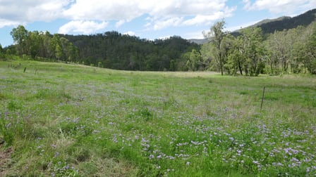 3499 Rocky River Road Rocky River NSW 2372 - Image 2