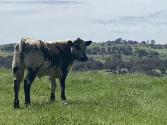 27 Waterworks Road Crookwell NSW 2583 - Image 3