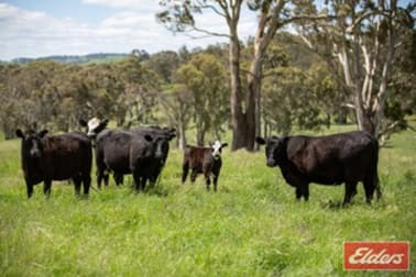 913 BEN LOMOND ROAD Ben Lomond NSW 2365 - Image 1