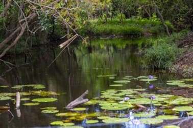 Click to view all images 471 Olletts Road Habana QLD 4740 - Image 2