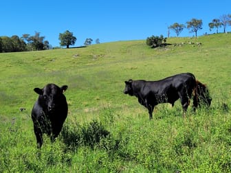 552 Neringla Road Neringla NSW 2622 - Image 1