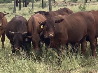 278 WHETSTONE ACCESS ROAD Whetstone QLD 4387 - Image 1