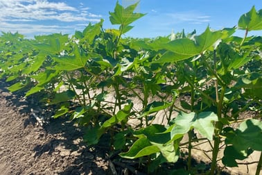 207 Myalla Lane Wee Waa NSW 2388 - Image 1