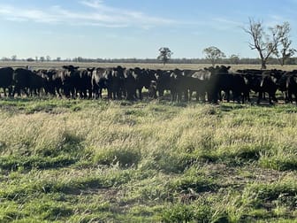 1036 Emby Rd Coonamble NSW 2829 - Image 1