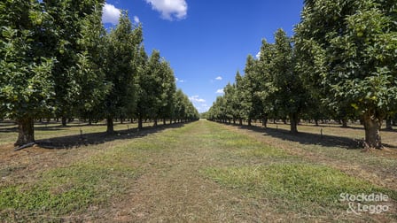 970 Byrneside - Kyabram Road Merrigum VIC 3618 - Image 3
