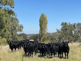 311 Pitlochry road Matheson NSW 2370 - Image 2