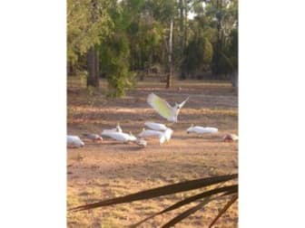 Click to view all images Tara QLD 4421 - Image 2