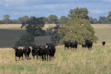 Click to view all images 6575 Natimuk-Hamilton Road Balmoral VIC 3407 - Image 2