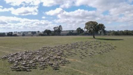 Click to view all images 6575 Natimuk-Hamilton Road Balmoral VIC 3407 - Image 1