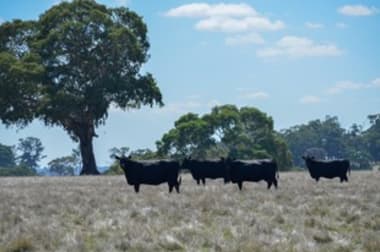 Click to view all images 6575 Natimuk-Hamilton Road Balmoral VIC 3407 - Image 3