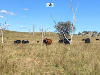 557 Pindari Dam Road Inverell NSW 2360 - Image 3