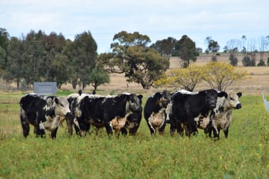 'Whitewood Acres' Whitewood Road Dubbo NSW 2830 - Image 1