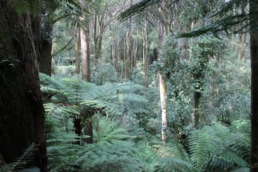 10 Old Ocean Road Lavers Hill VIC 3238 - Image 2