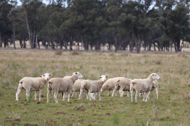 987 Boorr Hills Road Parkes NSW 2870 - Image 3