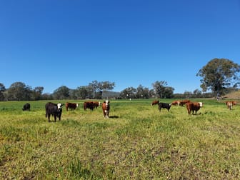 305 Youlambie Road Monto QLD 4630 - Image 1