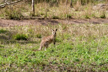 20 Tuckombil Road Woodburn NSW 2472 - Image 3