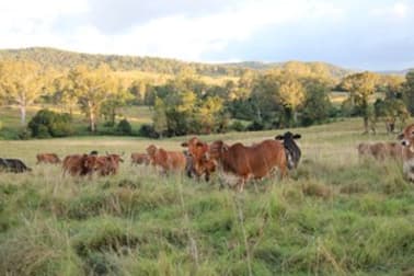 970 Tabulam Road Tabulam NSW 2469 - Image 1