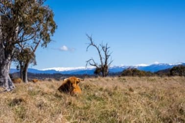 Click to view all images Lot 8 Pure Alpine Estate Avonside Road Jindabyne NSW 2627 - Image 2