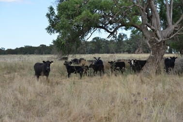 1896 Boxridge Road Purlewaugh NSW 2357 - Image 1